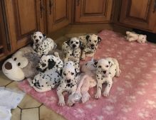 Playful Dalmatian puppies Male and Female