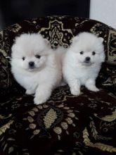 Pomeranian Puppies For Adoption