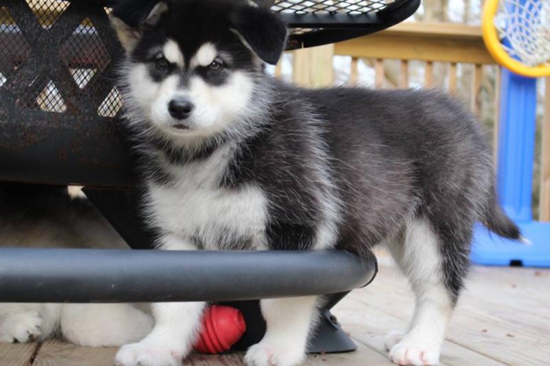 Alaskan Malamute Puppies For Adoption Image eClassifieds4u