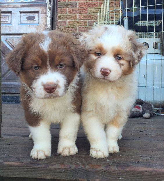 Australian Shepherd Puppies For Adoption Image eClassifieds4u