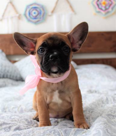 Beautiful French Bulldog Puppies Image eClassifieds4u