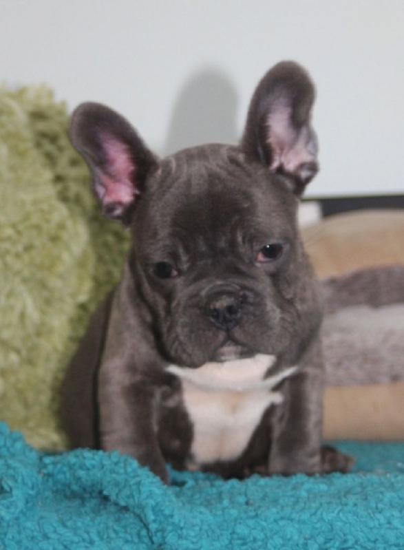 Beautiful French Bulldog Puppies Image eClassifieds4u