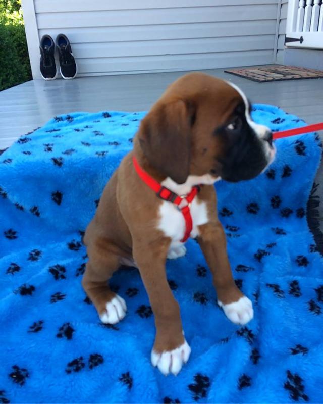 Boxer Puppies For Adoption Image eClassifieds4u