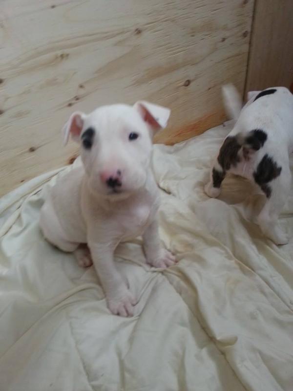 Bull Terrier Puppies For Adoption Image eClassifieds4u