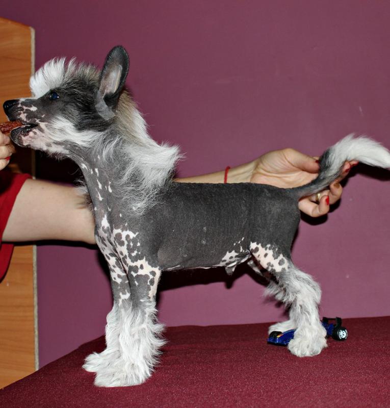 Chinese Crested Dog Puppies For Adoption Image eClassifieds4u