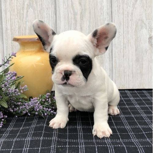 French Bulldog Puppies For Adoption Image eClassifieds4u