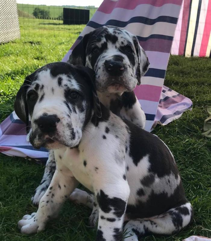 Great Dane Puppies For Adoption Image eClassifieds4u
