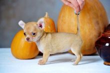 Chihuahua Puppies For Adoption Image eClassifieds4U