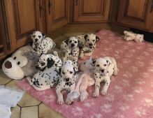 Playful Dalmatian puppies Male and Female Image eClassifieds4U