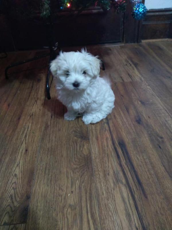 Maltese Puppies For Adoption Image eClassifieds4u