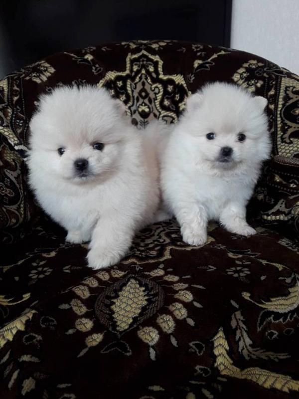 Pomeranian Puppies For Adoption Image eClassifieds4u