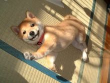 Available Male and female Shiba Inu puppies for Adoption