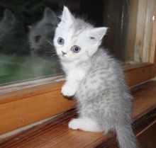 Beautiful Munchkin kittens. Image eClassifieds4U