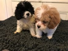 Cavachon Puppies available
