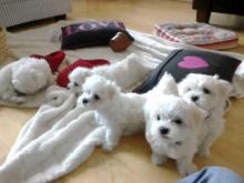 Charming White Maltese Puppies Available