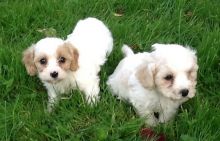 Gorgeous Cavachon puppies available