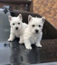 Registered West Highland Terrier Puppies Ready Now