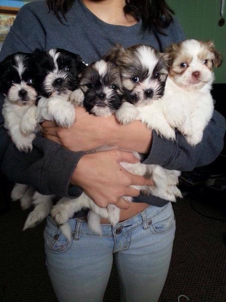 Adorable Shih Tzu Puppies Male And Female Available Image eClassifieds4u