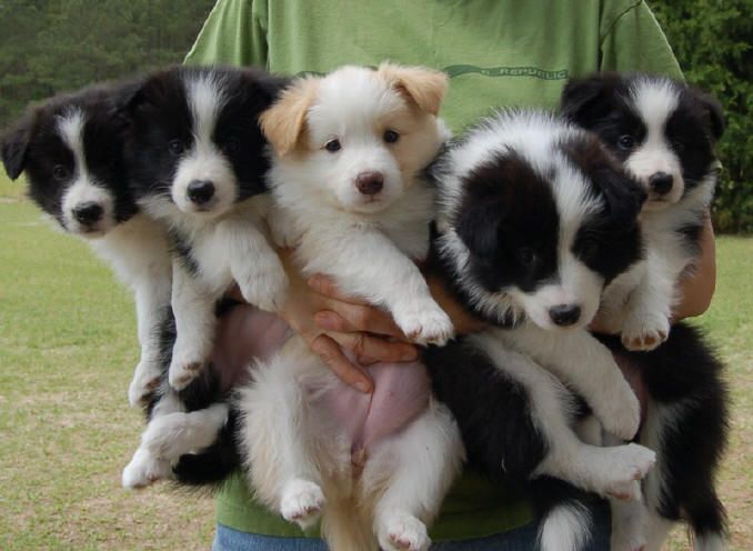 Purebred Border Collie Puppies Female and Male Image eClassifieds4u