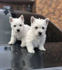 West highland terrier puppies Ready Now Image eClassifieds4u