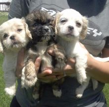 Beautiful Co-ck-apoo Puppies Available