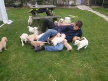 Beautiful Co-ck-apoo Puppies Available