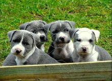 Gorgeous American Staffordshire terrier puppies available