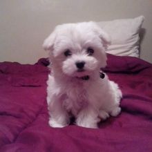 Gorgeous male and female Teacup Maltese Puppies.