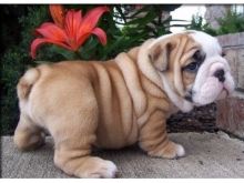Healthy, home raised English bulldog available now