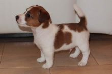Two Jack Rusell terrier puppies,