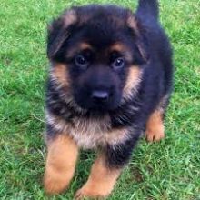 We have a male & a female German Shepherd puppies.