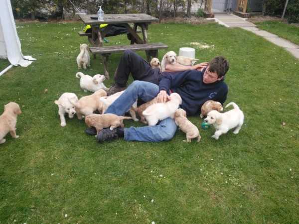 Beautiful Co-ck-apoo Puppies Available Image eClassifieds4u