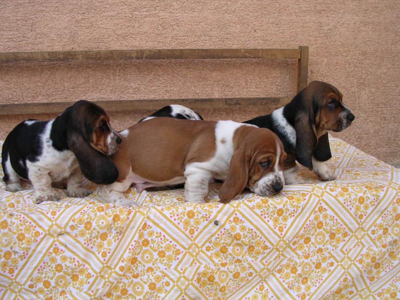 Cute Tri Coloured Basset Hound Puppies Available Image eClassifieds4u