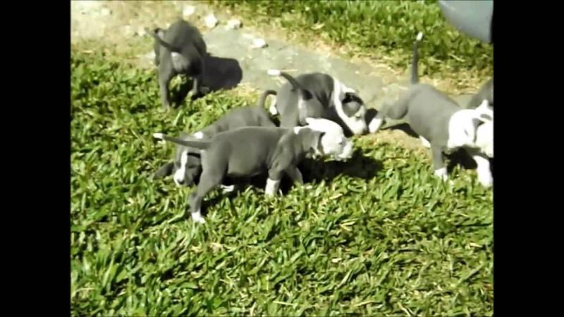 Gorgeous American Staffordshire terrier puppies available Image eClassifieds4u