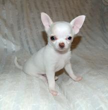 Cute and adorable Chihuahua puppies. Image eClassifieds4U