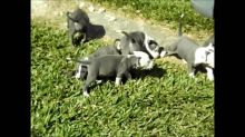 Gorgeous American Staffordshire terrier puppies available Image eClassifieds4U