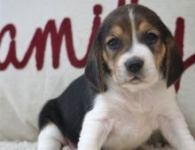 Adorable and very loving male and female beagle puppies