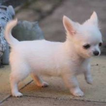 Cute and adorable male and female Chihuahua puppies