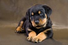 Cute and Lovely Rottwailer Puppies Available for Adoption