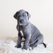 Male and female great dane puppies available