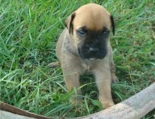 Registered bullmastiff puppies available