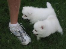 Top Class Japanese Spitz Puppies Available