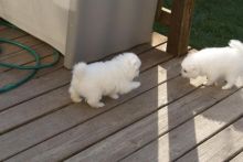 Top Class Japanese Spitz Puppies Available