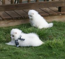 Top Class Japanese Spitz Puppies Available