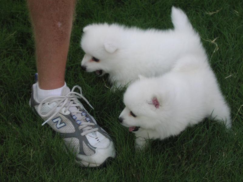 Top Class Japanese Spitz Puppies Available Image eClassifieds4u
