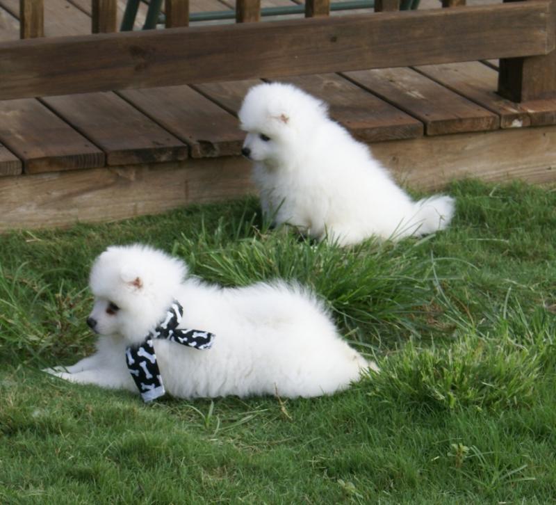 Top Class Japanese Spitz Puppies Available Image eClassifieds4u