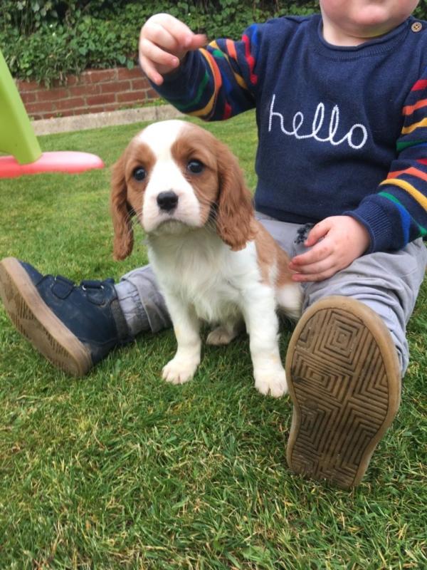 Cavalier King Charles Spaniel Text us at (929) 269-6741 or email us at killsvanish@gmail.com Image eClassifieds4u