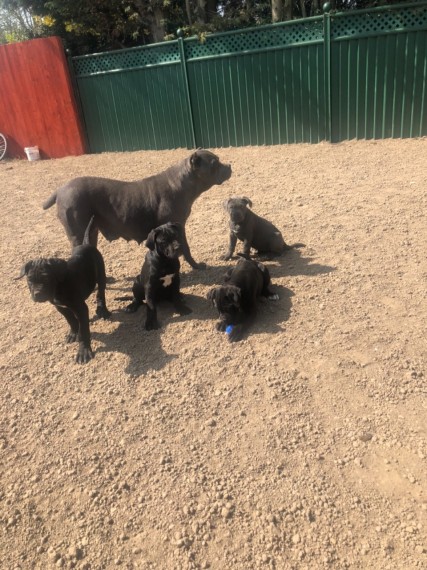 *ready Now*** Blue Cane Corso Text us at (929) 269-6741 or email us at killsvanish@gmail.com Image eClassifieds4u