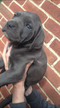 *ready Now*** Blue Cane Corso Text us at (929) 269-6741 or email us at killsvanish@gmail.com