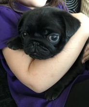 Adorable Pug Babies Text us at (346) 360-2211 or email us at yoladjinne@gmail.com